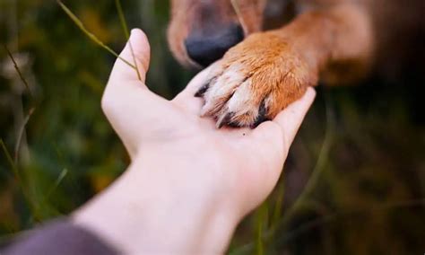 Zwischenzehengranulom Pododermatitis Beim Hund Ratgeber