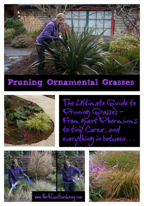 Pruning Ornamental Grasses The Ultimate Guide North Coast Gardening