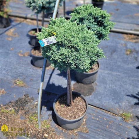 Juniperus squamata 'Blue Star' Standard Singleseed Juniper from Home ...