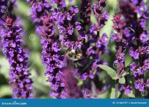 Um Close Up De Uma Abelha Que Poliniza Uma Flor Roxa Da Alfazema Imagem