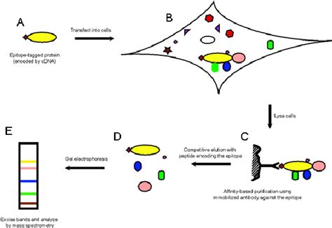 2 The Co Ip Assay A A Specific Protein Bait Is Prepared And Is Download Scientific Diagram