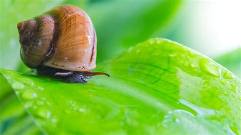 Cómo Prevenir y Eliminar Plagas de Caracoles y Babosas en el Jardín