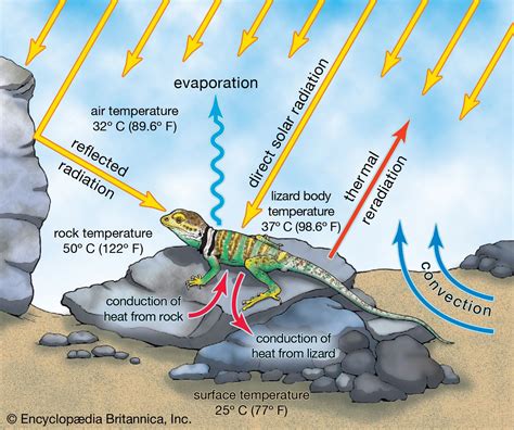 Biosphere Ecosystems Biodiversity Life Britannica