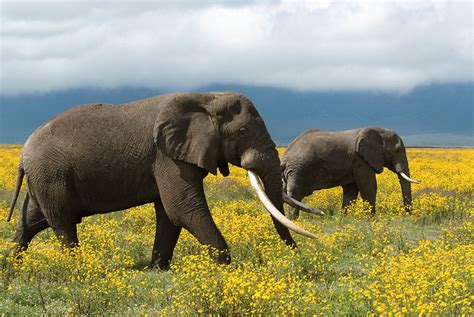 Elephants Dont Eat Peanuts And 10 Other Things You Should Know About