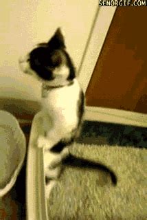 Cat Pee GIFs - Find & Share on GIPHY