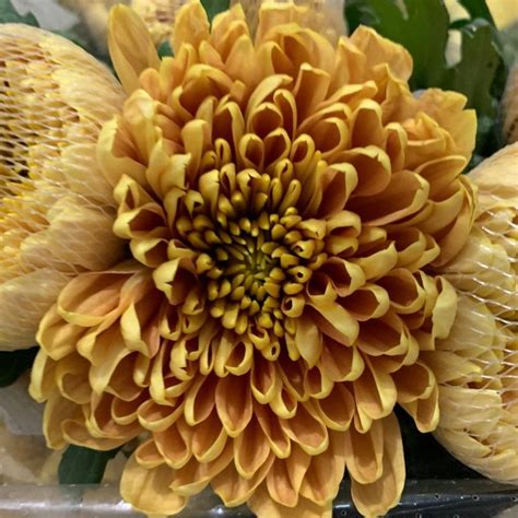 Bronze Disbud Cremone Mums Florabundance Wholesale Flowers