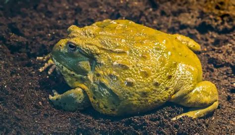 Pixie Frog Care Sheet: Everything About Giant African Bullfrogs