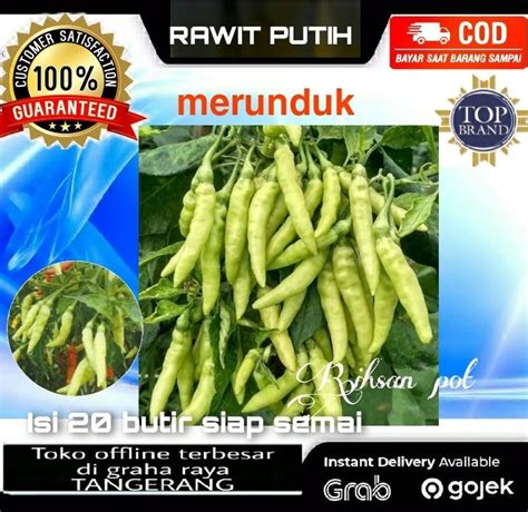 Benih Cabe Rawit Putih Merunduk Isi Butir Cabai Unggul Lazada