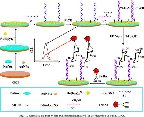 Figure 1 From A Sensitive Signal Off Electrogenerated Chemiluminescence