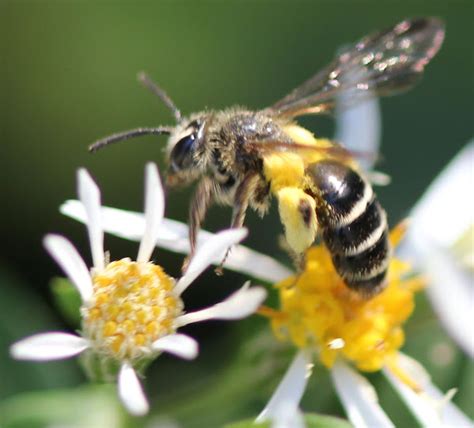 Zebra Bee Project Noah