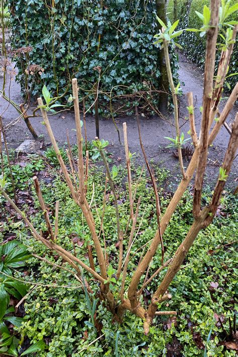How and When to Prune Your Butterfly Bush (Buddleia davidii)