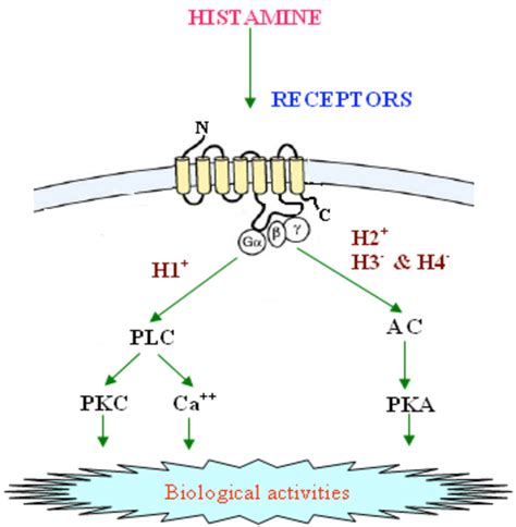 The Classical Binding Sites Of Histamine And Their Main Signaling