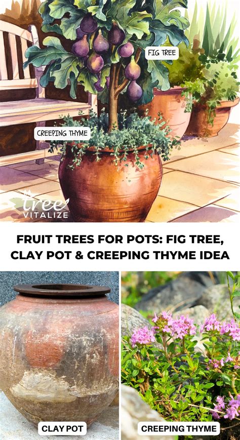 Growing Fruit Trees In Pots – 16 Compact Options for Your Yard or Patio