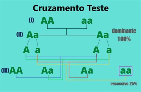 Dominante E Recessivo Entenda A Diferen A Entre Os Genes Significados