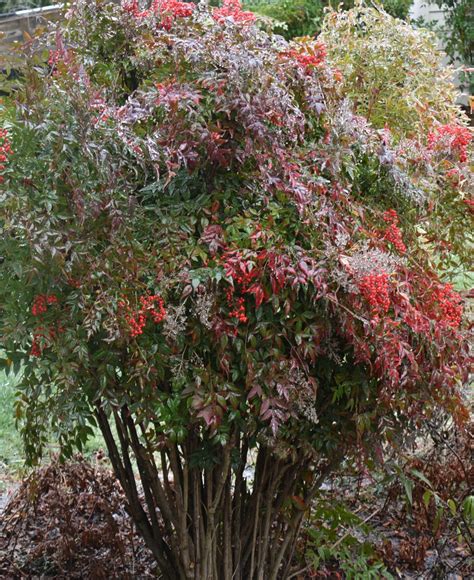 Nandina domestica (Chinese Sacred Bamboo, Heavenly Bamboo, Nandina ...