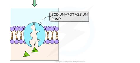 Ib Dp Biology Sl复习笔记135 Active Transport And Bulk Transport 翰林国际教育