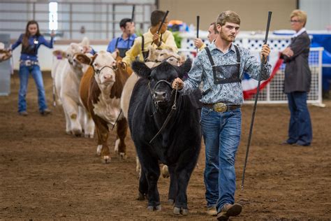 Here S How To Judge Beef Cattle What To Look For Agdaily