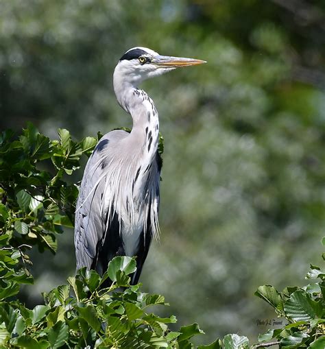 Héron Cendré Ardea Cinerea Le Héron Cendré Peut Avoir D Flickr