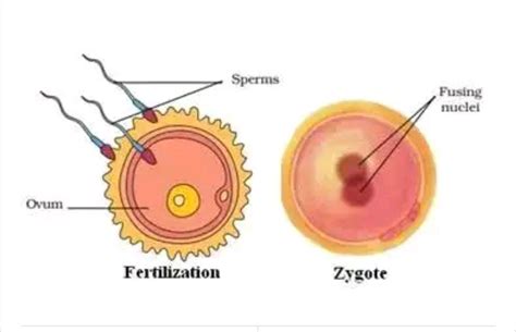 B Draw A Labelled Diagram To Show The Process Of Zygote Formation During Fertilisation