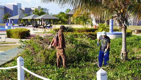 Rehabilitan Dunas Costeras En Jardines Del Rey