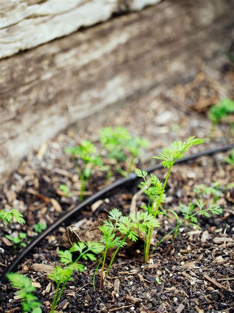When to Sow Seeds vs. When to Transplant Seedlings - Garden Betty
