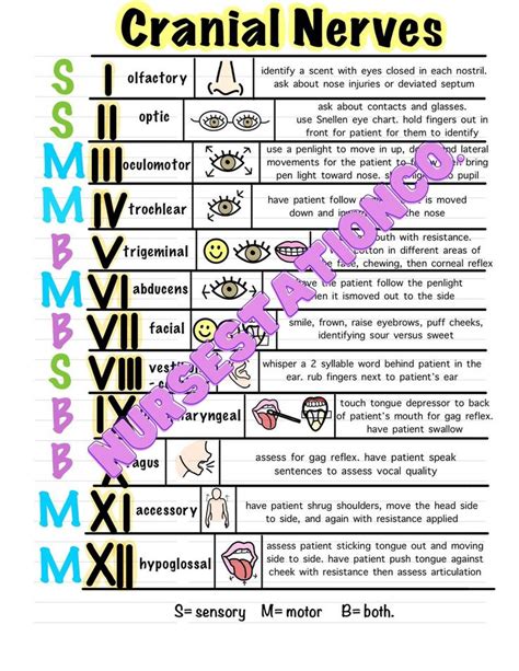 Cranial Nerve Cheat Sheet Etsy Cranial Nerves Nursing School