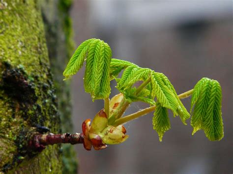 Free Images Tree Water Nature Branch Leaf Flower Wet