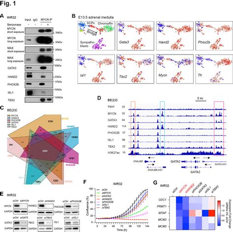 Association Between Nb Crc Components And Mycn A Mycn Interacts With