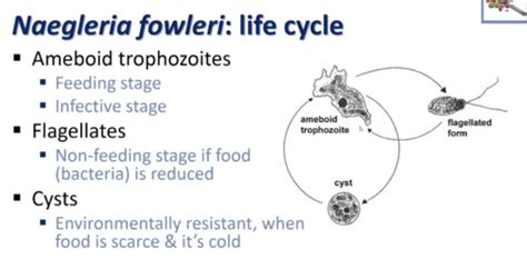 Naegleria Fowleri Life Cycle