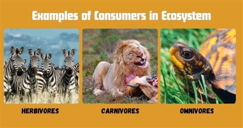 20 Examples Of Consumers In Ecosystem Vivid Examples