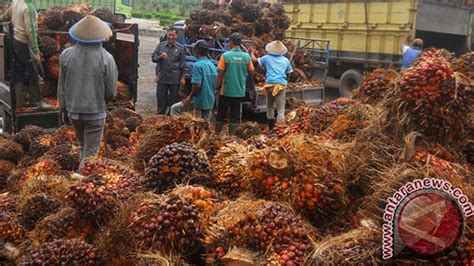 Ri Bidik Rp Triliun Dari Celengan Sawit Bisnis Liputan