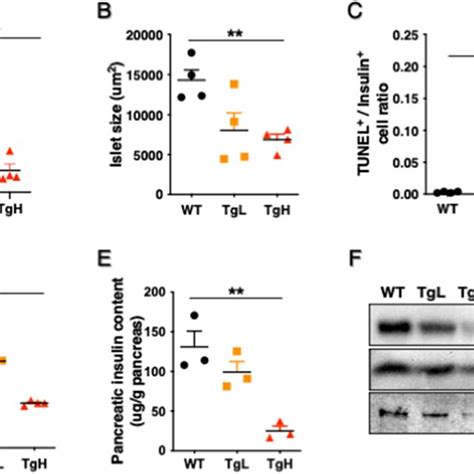 Overexpression Of Mir 30d Significantly Induced β Cell Apoptosis In Tgh