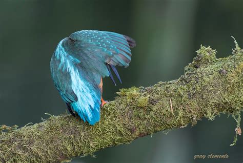 Wallpaper Birds Nature Parrot Wings Branch Green River