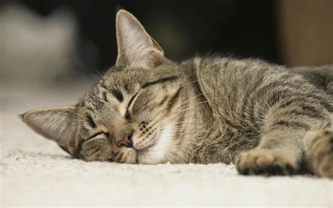 Download Sleeping Animal Cat HD Wallpaper