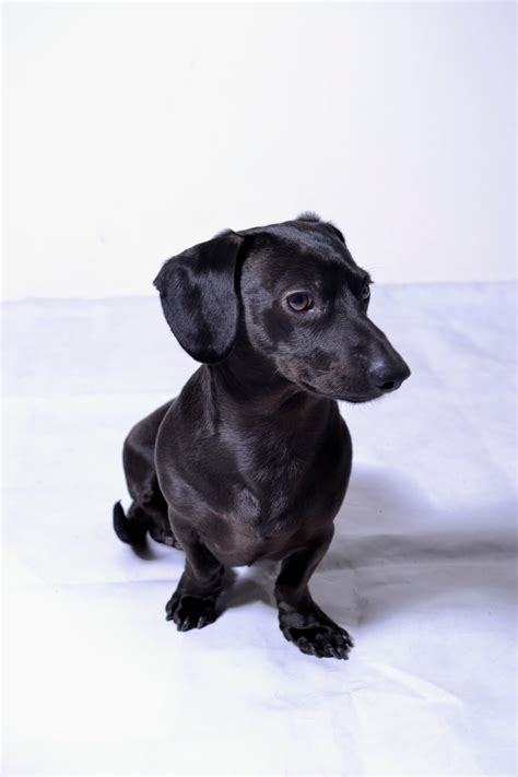 All Black Dachshund Dogs