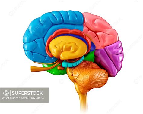 Illustration of human brain regions. - SuperStock