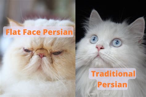 Flat Face Persian Cat: History, Personality and Health Issues - Cat Queries