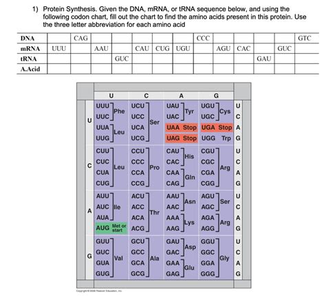 Solved: 1) Protein Synthesis. Given The DNA, MRNA, Or TRNA... | Chegg.com