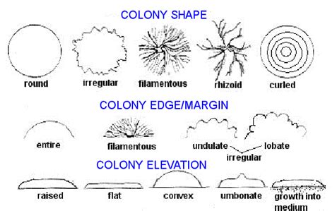 Bacterial Colony Morphology Chart