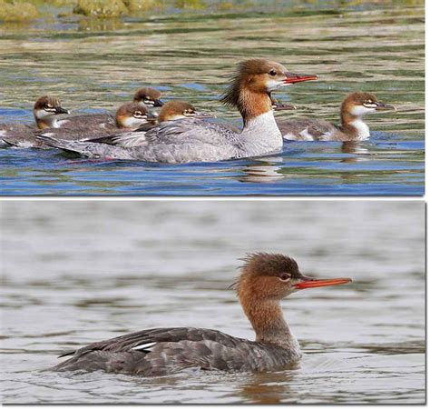 Identification Of Mergansers Category Birdzilla Wild About Wild Birds