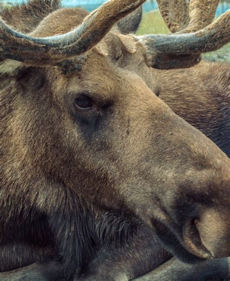 Moose Spirit Animal Symbolism And Meaning