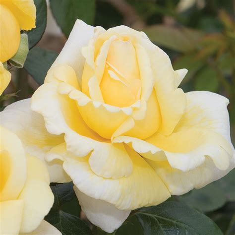 Eternal Flame Hybrid Tea Rose Hybrid Tea Roses Edmunds Roses