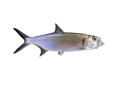 Tarpon Fish Facts | AZ Animals