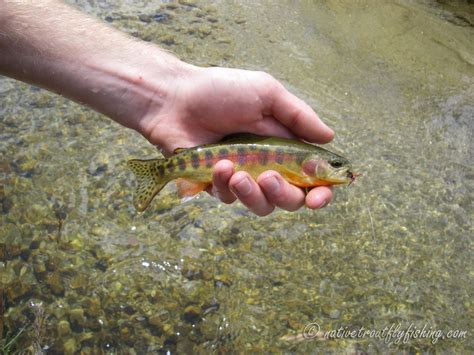 Native Trout Fly Fishing California Golden Trout