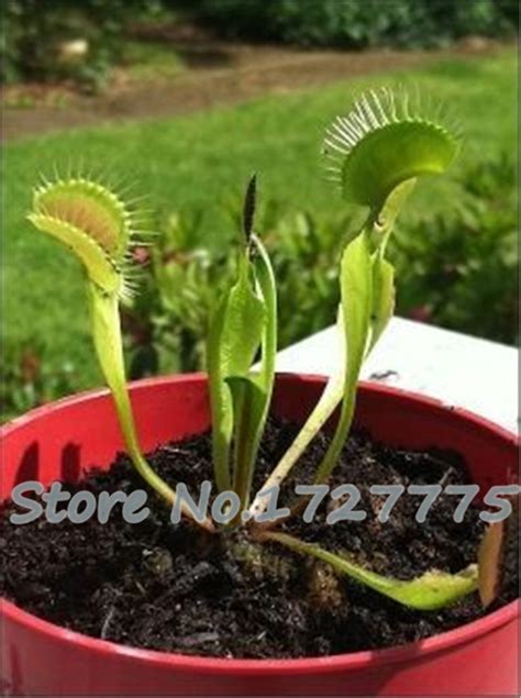 300 Pcs Dionaea Plantas Muscipula Giant Clip Venus Fly Trap