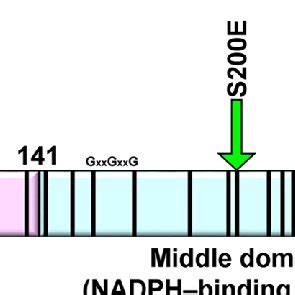 Domain Organization Of Aar Mutation Sites Are Shown By Black Vertical