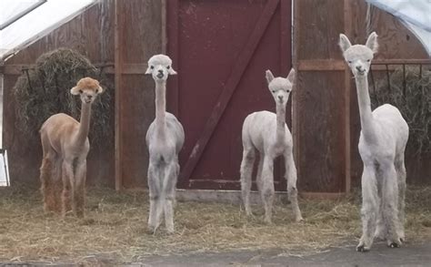 Alpaca Shearing 2014 - Snowshoe Farm Alpacas