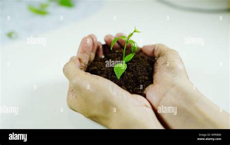 Hands Holding Soil Hi Res Stock Photography And Images Alamy