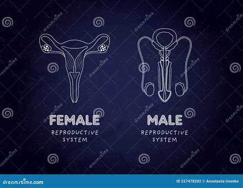 Sex Education Reproductive System Biology Class Concept Vector Flat