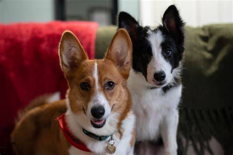 Board and Train - Sit, Smile, Wag.